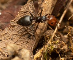 Crematogaster scutellaris