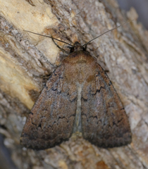 Graphiphora