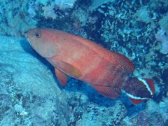 Cephalopholis urodeta