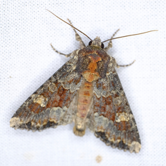 Apamea amputatrix