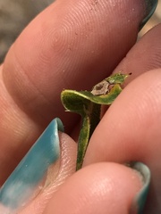 Cynipoidea