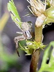 Xysticus