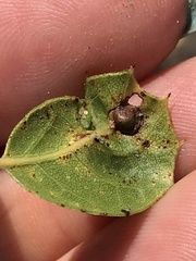 Cynipoidea