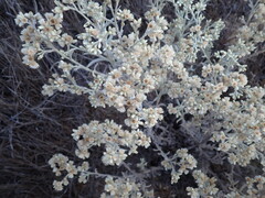 Pseudognaphalium biolettii