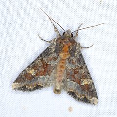 Apamea amputatrix