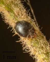 Scymnus auritus