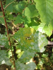 Erysiphe adunca adunca