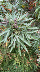 Lyonothamnus floribundus