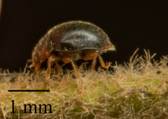 Scymnus auritus