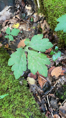 Stylophorum diphyllum