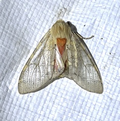 Pseudohemihyalea edwardsii