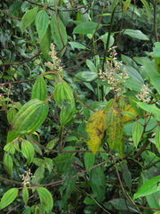 Miconia subseriata