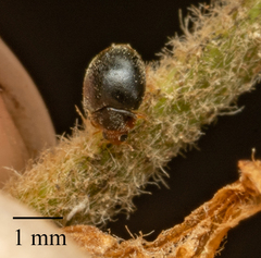 Scymnus auritus