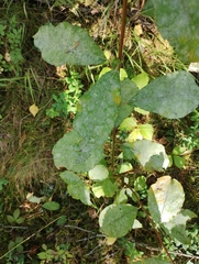 Erysiphe adunca adunca