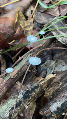 Tetrapyrgos nigripes