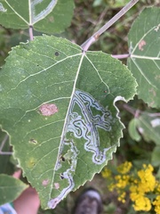 Phyllocnistis populiella