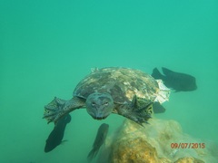 Apalone spinifera atra