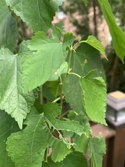 Morus rubra