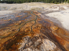 Sulfolobus solfataricus