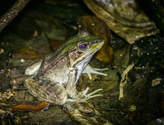 Lithobates vaillanti