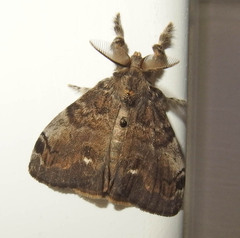 Orgyia leucostigma