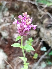 Agastache mexicana