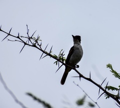 Tyrannus caudifasciatus