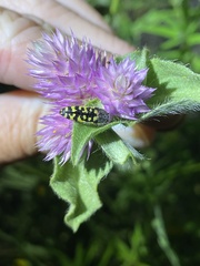 Acmaeodera solitaria