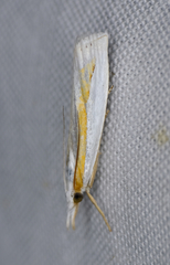 Crambus
