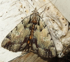 Catocala praeclara