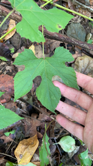 Vitis aestivalis