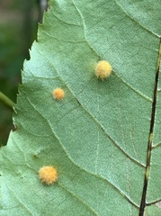 Caryomyia holotricha