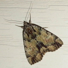 Catocala praeclara