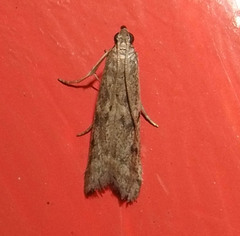 Phycitodes reliquellum