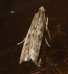 Phycitodes reliquellum