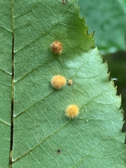 Caryomyia holotricha