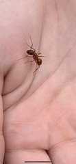 Camponotus castaneus