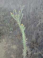 Heterotheca grandiflora