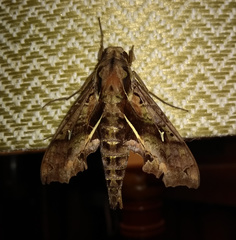 Hemeroplanes ornatus