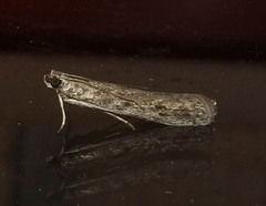 Phycitodes reliquellum