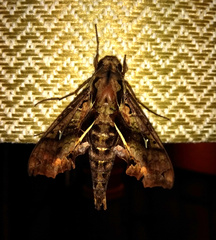 Hemeroplanes ornatus