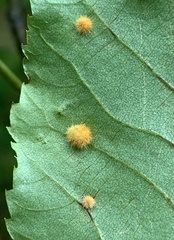 Caryomyia holotricha