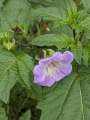 Nicandra physalodes
