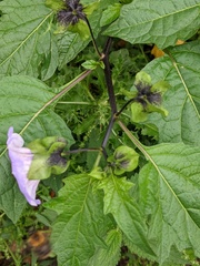 Nicandra physalodes