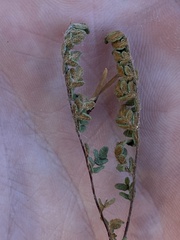 Myriopteris gracillima