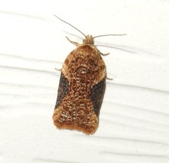 Acleris braunana