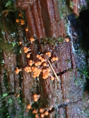 Hemitrichia decipiens