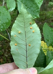 Caryomyia holotricha