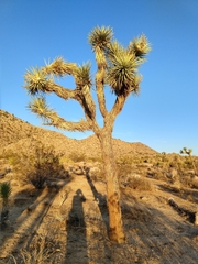 Yucca brevifolia