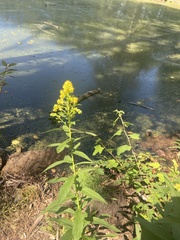 Solidago lepida